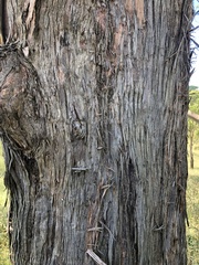 Eucalyptus obliqua