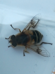 Eristalis jugorum