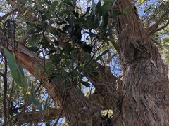 Eucalyptus obliqua