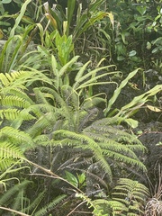 Gleichenella pectinata