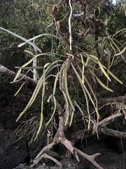 Hylocereeae