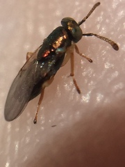 Psyllaephagus bliteus