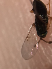 Psyllaephagus bliteus