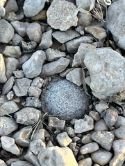 Mammillaria lasiacantha