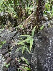 Gleicheniaceae