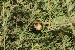 Eremophila maculata
