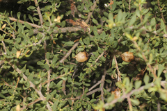 Eremophila maculata