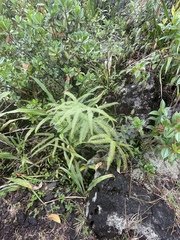 Gleicheniaceae
