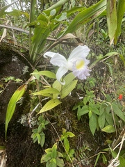 Sobralia macrantha