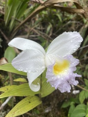 Sobralia macrantha