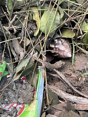 Hemidactylus parvimaculatus