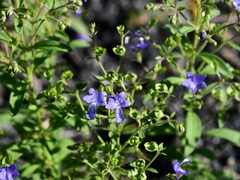 Trichostema dichotomum
