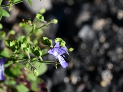 Trichostema dichotomum