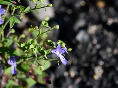 Trichostema dichotomum