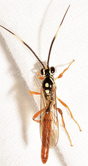 Cratichneumon w-album