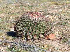 Ferocactus viridescens