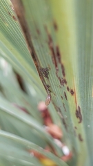 Meteorus pulchricornis