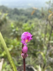 Bletia purpurea