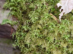 Hylocomium splendens