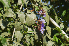 Thunbergia grandiflora