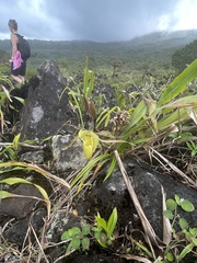 Phragmipedium longifolium