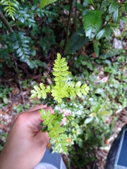 Weinmannia trichosperma