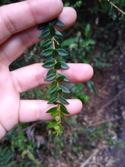 Metrosideros stipularis