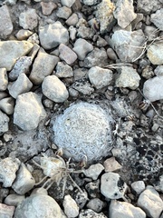 Mammillaria lasiacantha