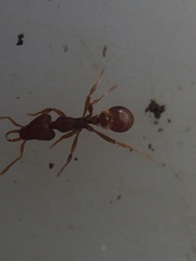 Strumigenys perplexa