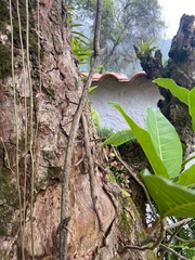 Cladomorphus phyllinus