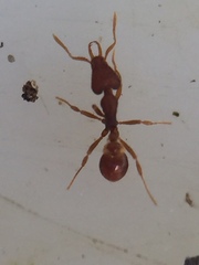 Strumigenys perplexa