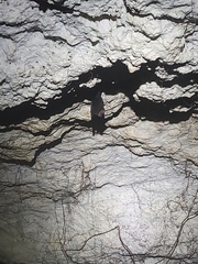 Peropteryx macrotis