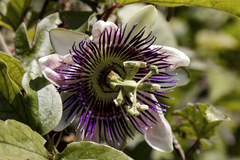 Passiflora alata × caerulea