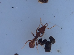 Strumigenys perplexa