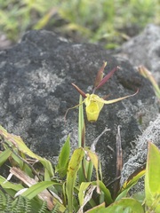 Phragmipedium longifolium