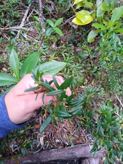 Philesia magellanica