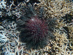 Acanthaster