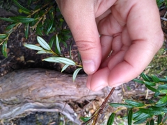 Philesia magellanica