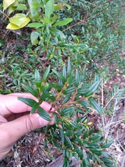 Philesia magellanica