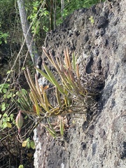 Brassavola