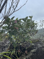 Cavendishia bracteata