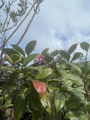 Cavendishia bracteata