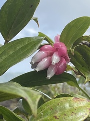 Cavendishia bracteata