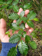 Nothofagus pumilio