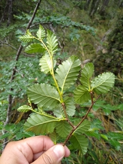 Nothofagus pumilio