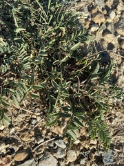 Astragalus