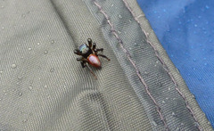 Habronattus decorus