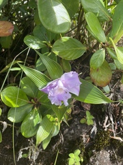 Sobralia warszewiczii
