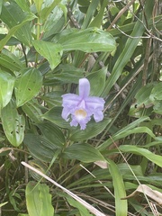 Sobralia warszewiczii image