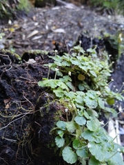 Dysopsis glechomoides